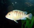 Lombardoi (Kenyi) Cichlid 